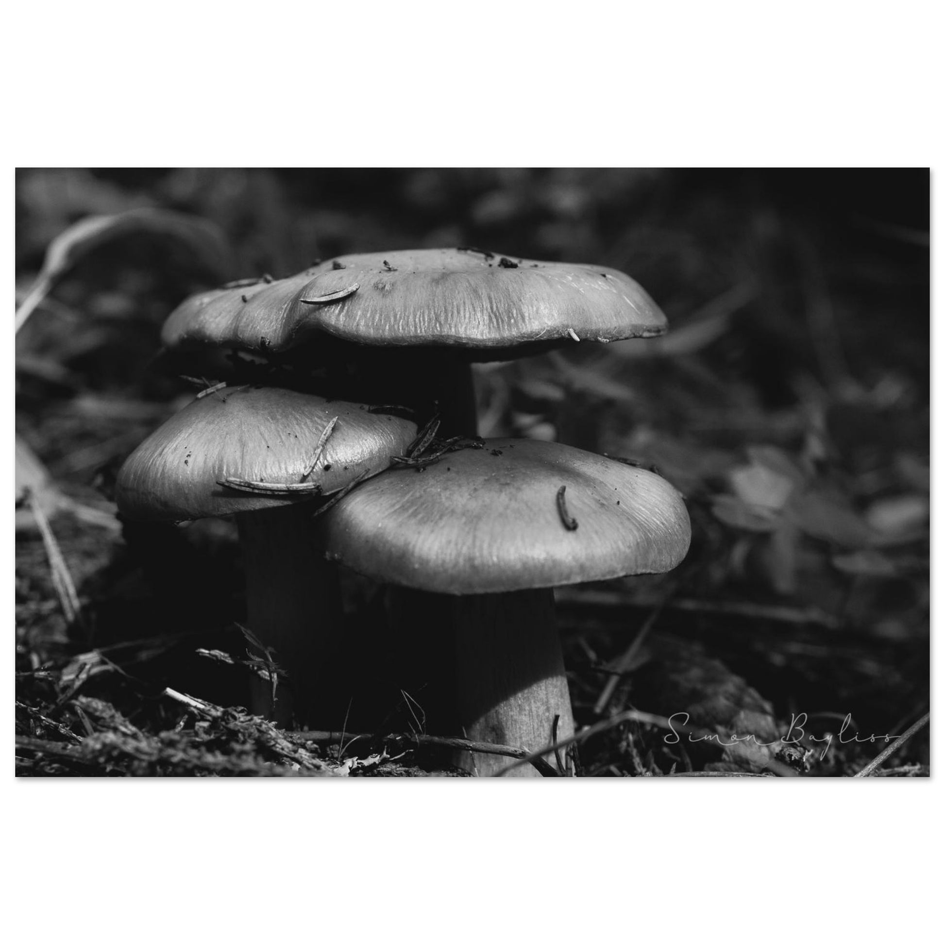 1126ad2d-8888-4ddb-a9bf-43fd3d7581b5