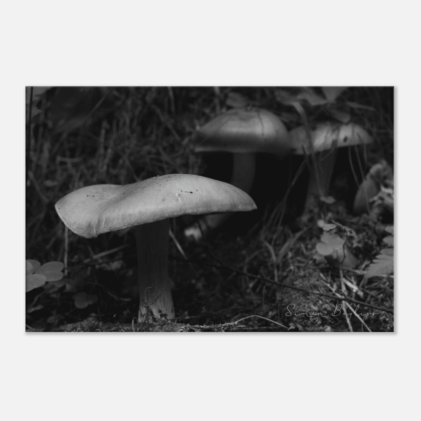 300210f9-a586-4c95-bc4b-5f7a5f7ded22