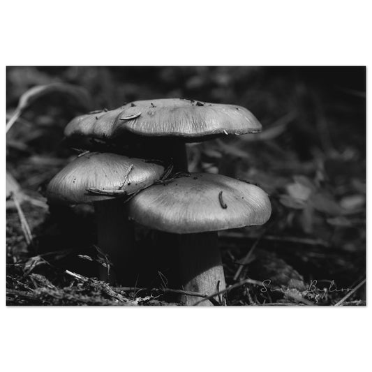 3656d8bd-9035-4e7b-bd17-77e84c96ea8c