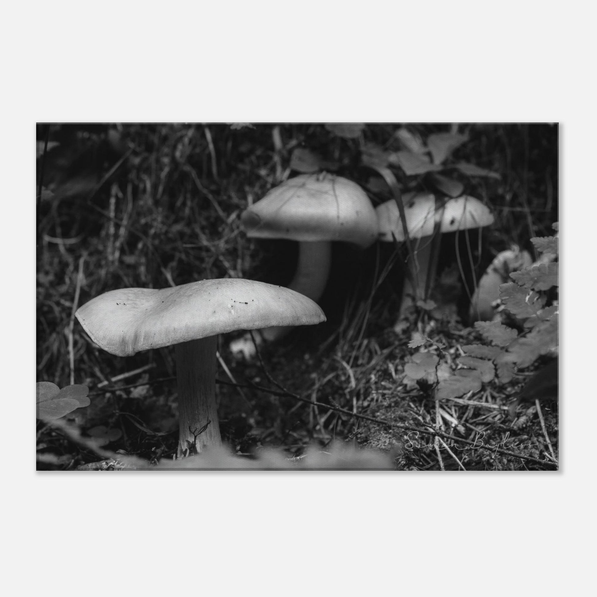 6539ea1d-39ed-4fb8-b7af-e68f30d1aed8