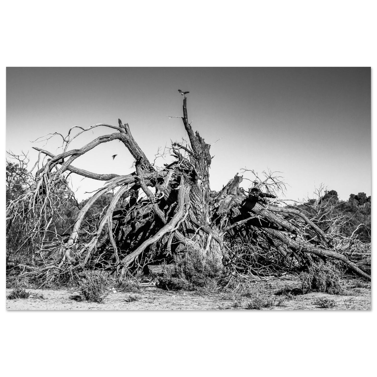 6d431c91-9255-454c-b3d4-c5e64047df11