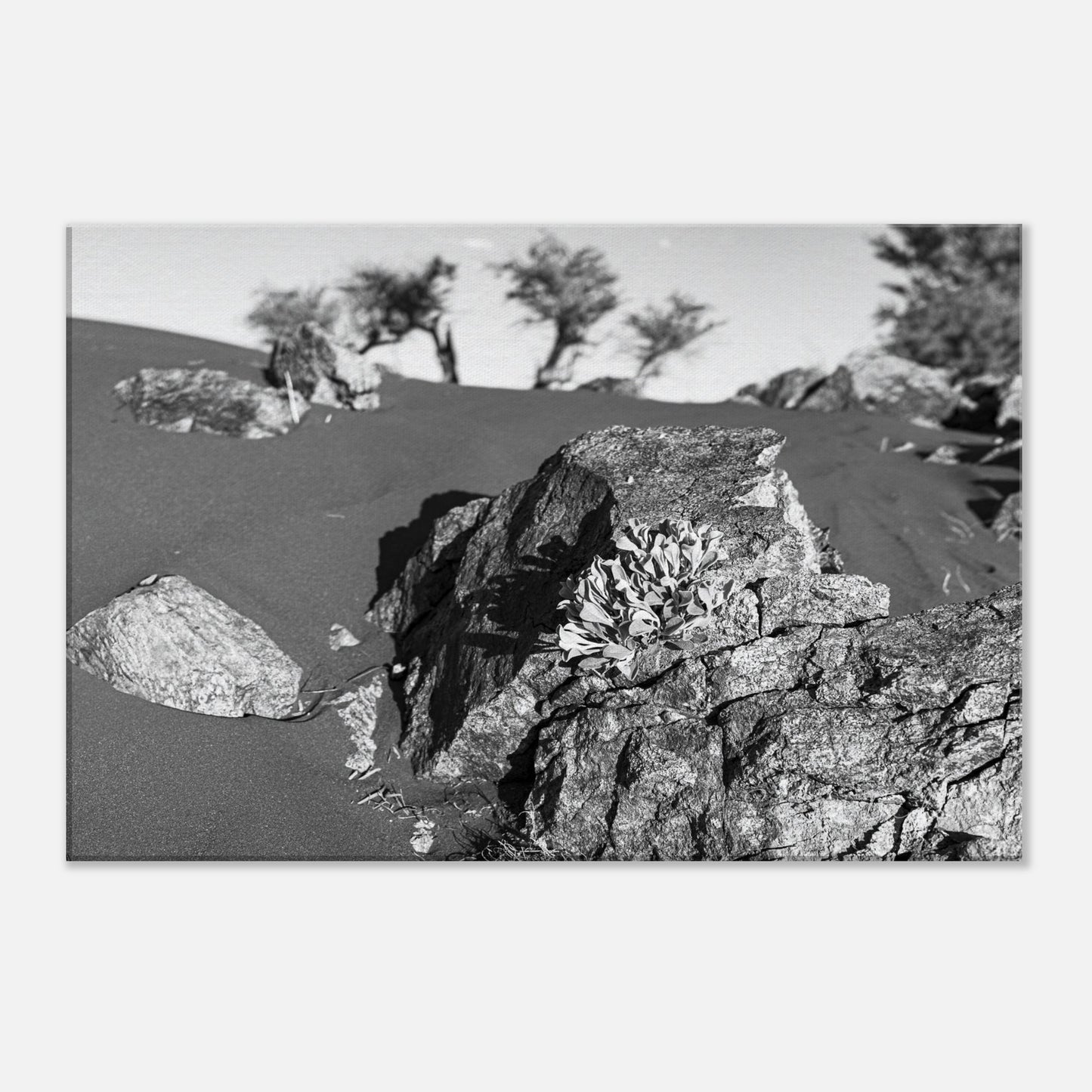 c30c91c4-c540-46e3-9475-a28a815d1381