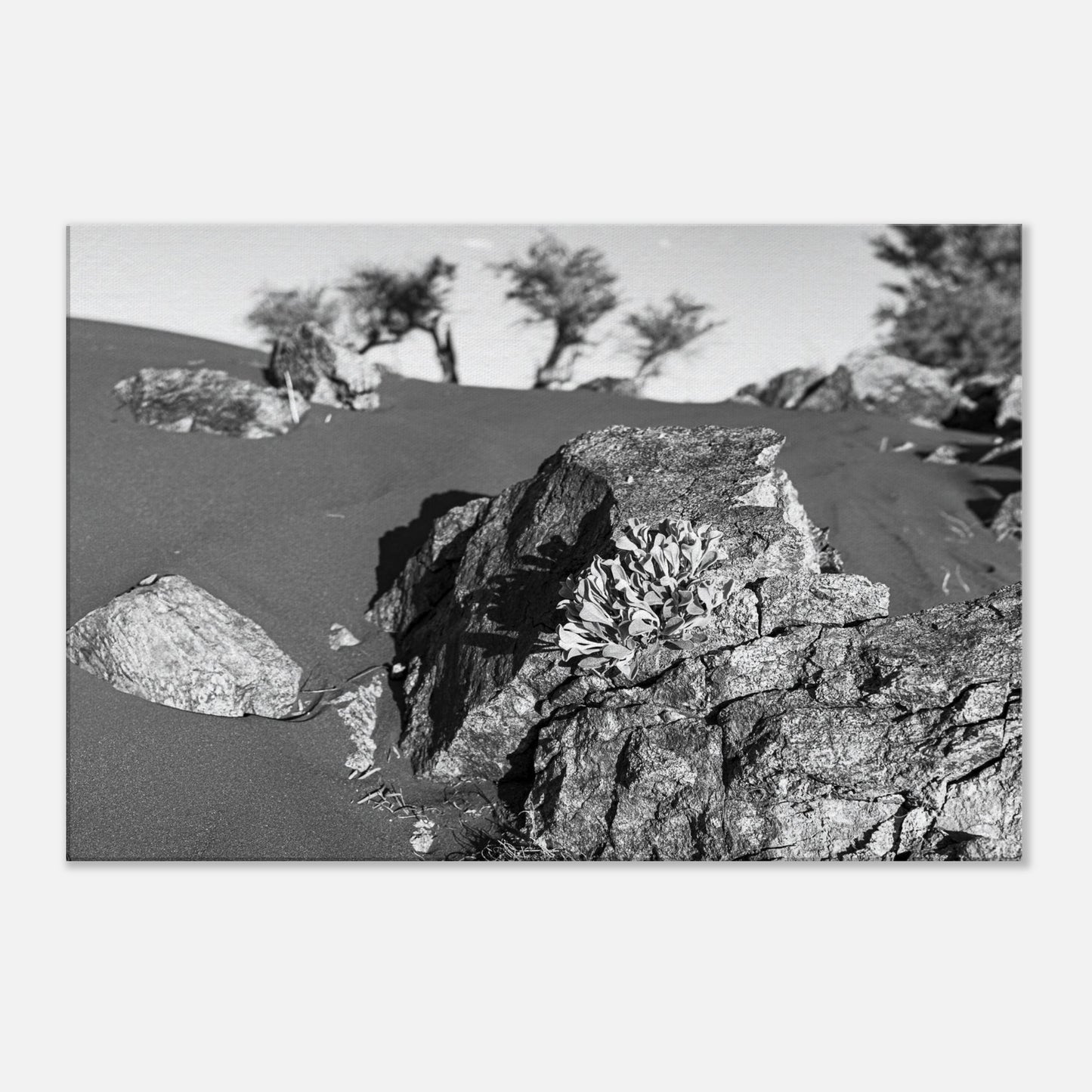 c9e203a4-ee44-46f2-bac0-58b44ebf4f99