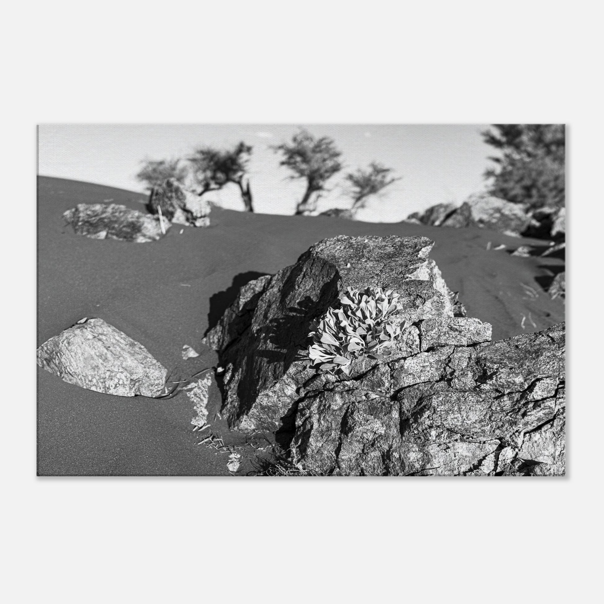 c9e203a4-ee44-46f2-bac0-58b44ebf4f99